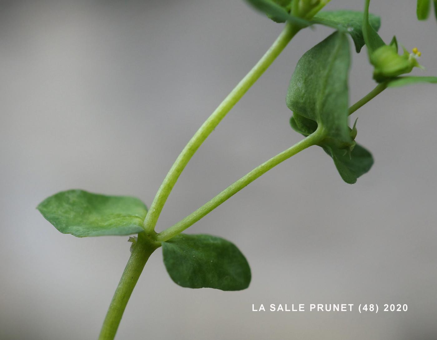 Spurge, Petty leaf